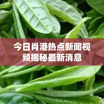 今日肖港热点新闻视频揭秘最新消息