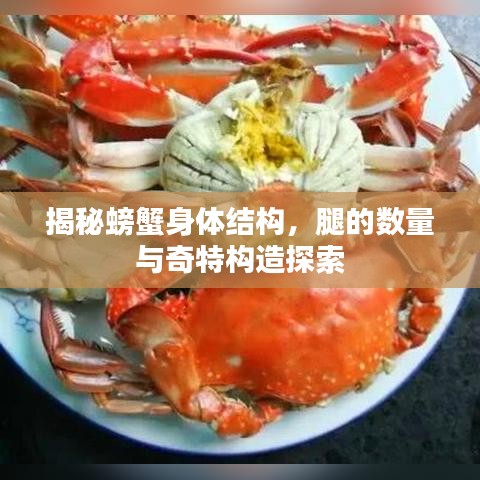 揭秘螃蟹身体结构,腿的数量与奇特构造探索