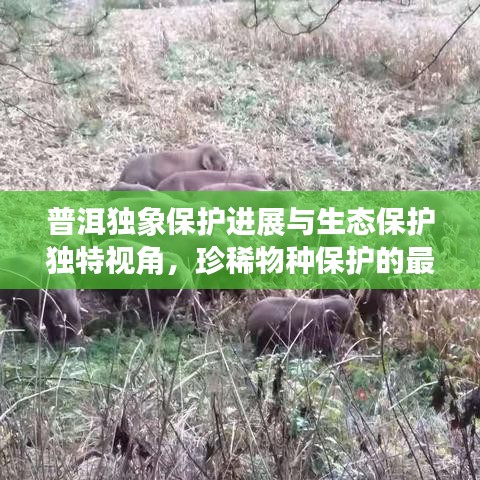 普洱独象保护进展与生态保护独特视角，珍稀物种保护的最新头条新闻