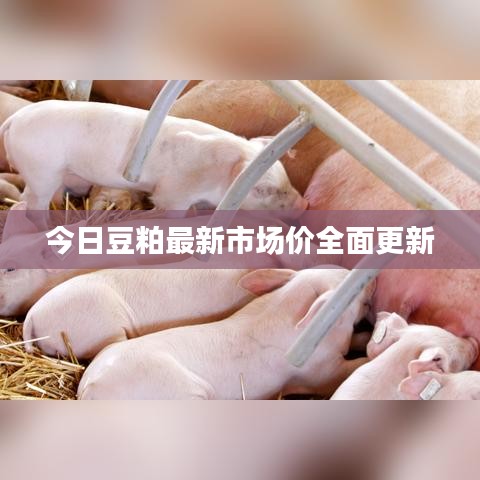 今日豆粕最新市场价全面更新