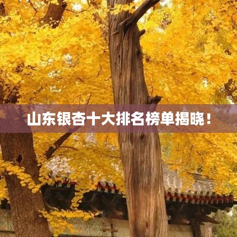 山东银杏十大排名榜单揭晓!