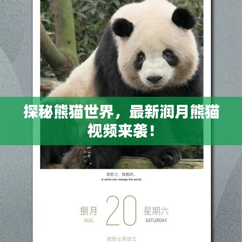 探秘熊猫世界,最新润月熊猫视频来袭!