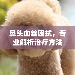 鼻头血丝困扰,专业解析治疗方法,百度来解答