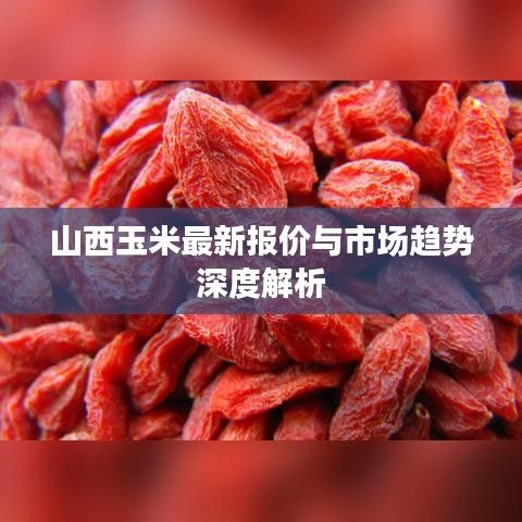 山西玉米最新报价与市场趋势深度解析