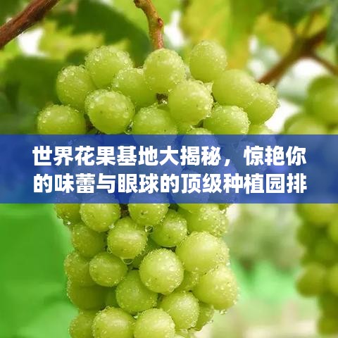 世界花果基地大揭秘,惊艳你的味蕾与眼球的顶级种植园排名