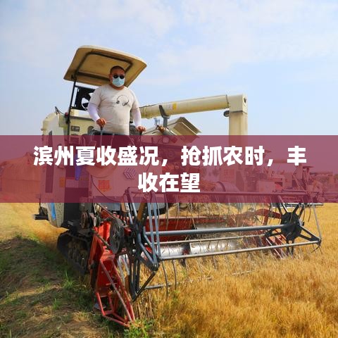 滨州夏收盛况,抢抓农时,丰收在望