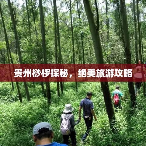贵州桫椤探秘，绝美旅游攻略