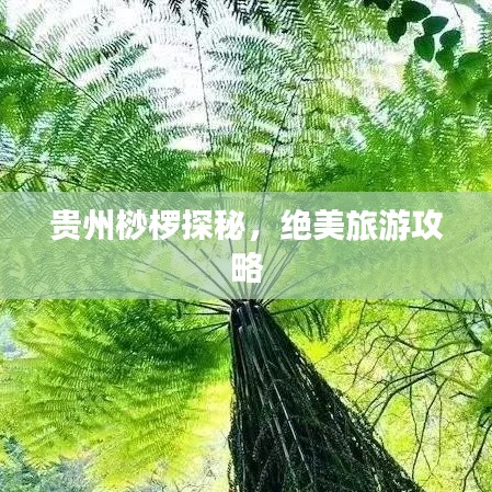 贵州桫椤探秘,绝美旅游攻略
