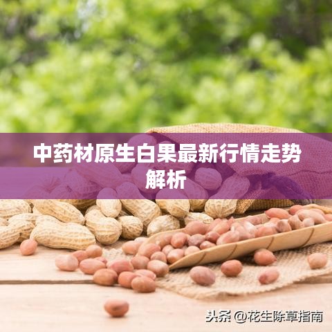 中药材原生白果最新行情走势解析