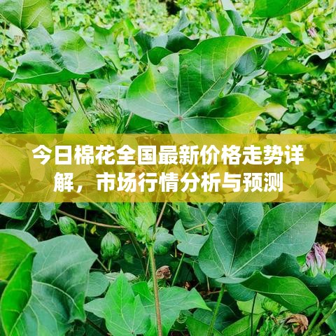 今日棉花全国最新价格走势详解,市场行情分析与预测