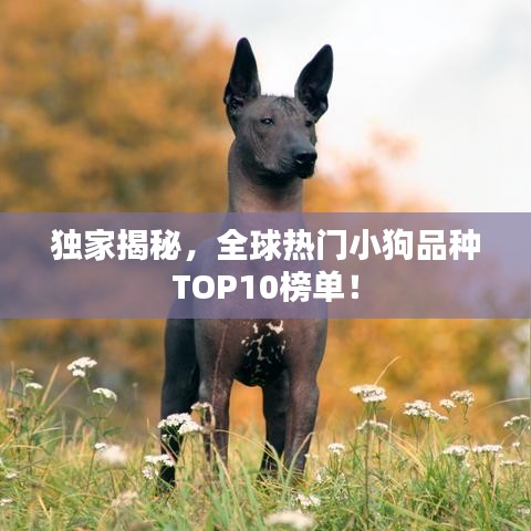 独家揭秘,全球热门小狗品种TOP10榜单!