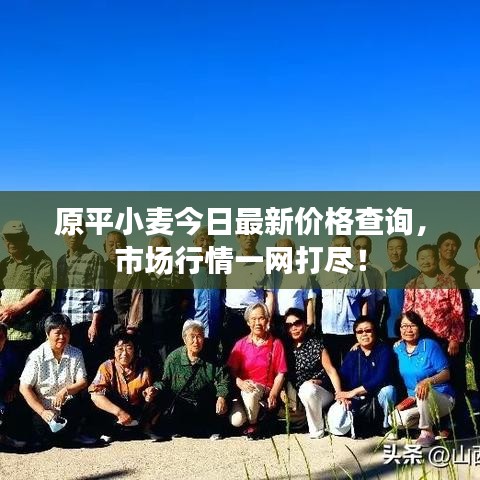 原平小麦今日最新价格查询,市场行情一网打尽!