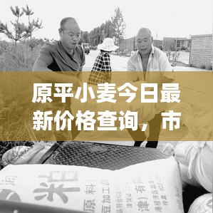 原平小麦今日最新价格查询,市场行情一网打尽!