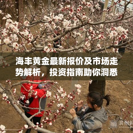 海丰黄金最新报价及市场走势解析,投资指南助你洞悉行情!