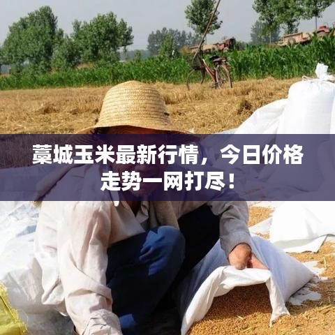 藁城玉米最新行情,今日价格走势一网打尽!