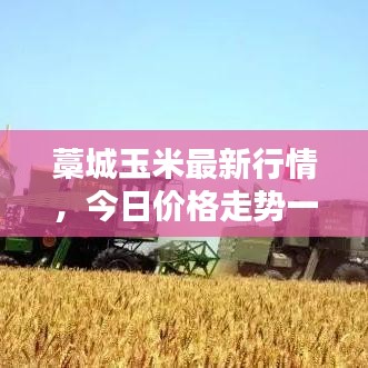 藁城玉米最新行情,今日价格走势一网打尽!