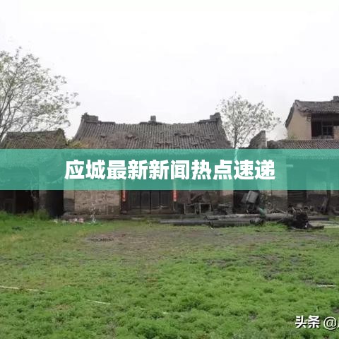 应城最新新闻热点速递