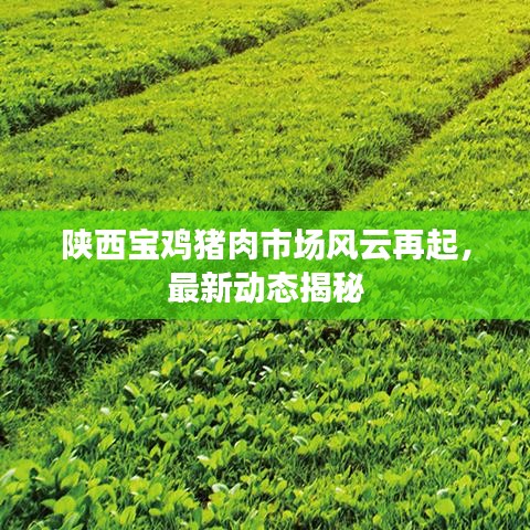 陕西宝鸡猪肉市场风云再起,最新动态揭秘