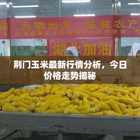 荆门玉米最新行情分析,今日价格走势揭秘