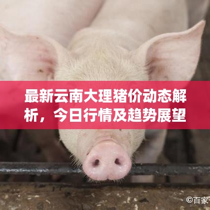 最新云南大理猪价动态解析,今日行情及趋势展望