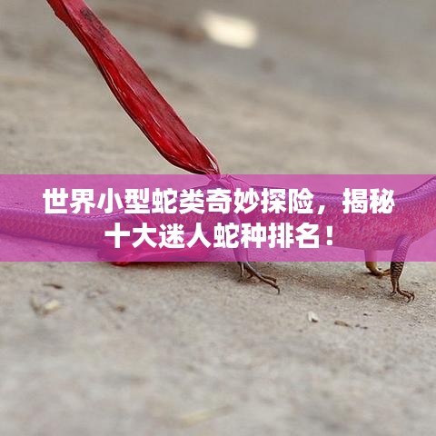 世界小型蛇类奇妙探险，揭秘十大迷人蛇种排名！