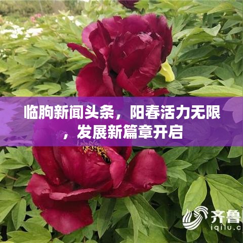 临朐新闻头条,阳春活力无限,发展新篇章开启