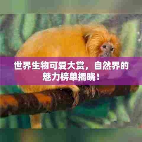 世界生物可爱大赏,自然界的魅力榜单揭晓!