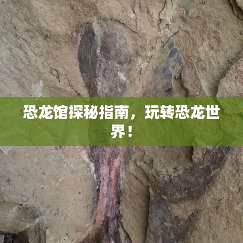 恐龙馆探秘指南,玩转恐龙世界!