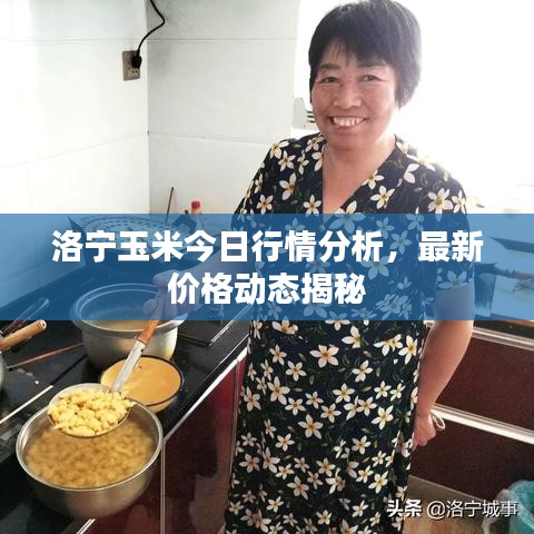 洛宁玉米今日行情分析,最新价格动态揭秘
