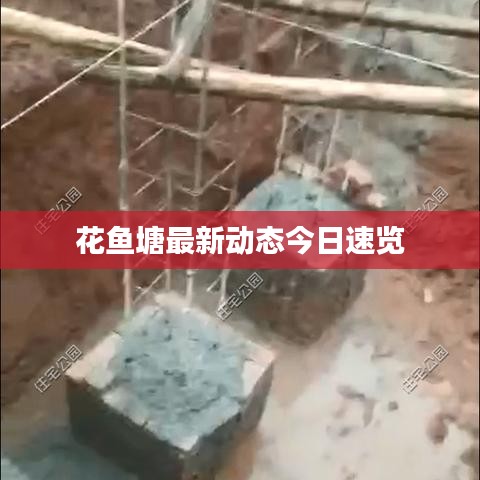 花鱼塘最新动态今日速览