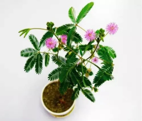 含羞草新版本全面解析,定义、功能亮点与竞争优势