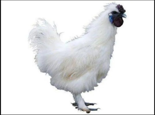 90版本的乌鸡,灵活设计解析方案_vShop_v3.657